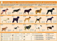 Комплект плакатов "Кинология" - «globural.ru» - Чайковский