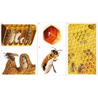 Модель-аппликация Пчелы. Строение улья - «globural.ru» - Чайковский
