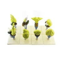 Комплект моделей "Строение мозга позвоночных" - «globural.ru» - Чайковский