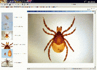 Биология. Микрофотографии. (Цифровая база изображений) - «globural.ru» - Чайковский