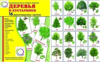 Демонстрационные карточки "Деревья и кустарники" - «globural.ru» - Чайковский