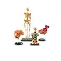 Дидактическое пособие по окружающему миру «Изучаем строение человека» (Анатомические модели) - «globural.ru» - Чайковский