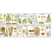 Плакаты ПРОФТЕХ "Классификация растений" (10 пл, винил, 70х100) - «globural.ru» - Чайковский