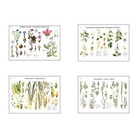 Плакаты ПРОФТЕХ "Систематика растений" (4 пл, винил, 70х100) - «globural.ru» - Чайковский