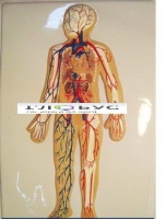 Модель барельефная «Кровеносная система» - «globural.ru» - Чайковский