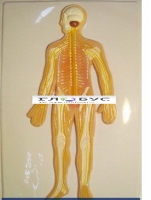 Модель барельефная «Нервная система» - «globural.ru» - Чайковский