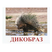 Карточки Домана "Дикие животные-3" - «globural.ru» - Чайковский