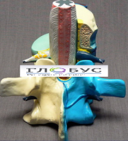 Модель "Части позвоночника человека" - «globural.ru» - Чайковский