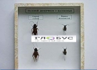 Коллекция энтомологическая "Половой диморфизм" - «globural.ru» - Чайковский