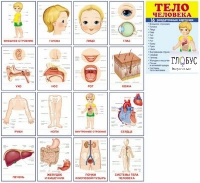 Раздаточные карточки "Тело человека" - «globural.ru» - Чайковский