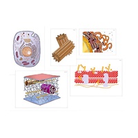 Модель-аппликация "Строение клетки" (ламинированная) - «globural.ru» - Чайковский