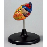 Модель "Сердце" (лабораторная) - «globural.ru» - Чайковский