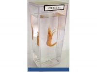 Влажный препарат Креветка - «globural.ru» - Чайковский