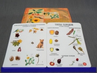 Коллекция "Семена и плоды" (вариант 1) - «globural.ru» - Чайковский