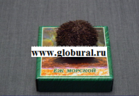 Сухой препарат "Еж морской" - «globural.ru» - Чайковский