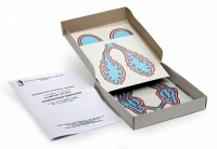 Модель-аппликация Развитие легких позвоночных животных (набор из 5 карт) - «globural.ru» - Чайковский