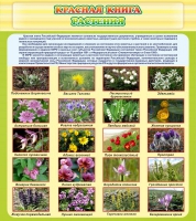 Стенд "Красная книга - растения" - «globural.ru» - Чайковский
