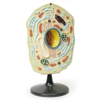 Модель "Клетка растения" - «globural.ru» - Чайковский