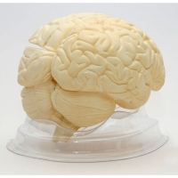 Модель "Мозг в разрезе" (белый) - «globural.ru» - Чайковский