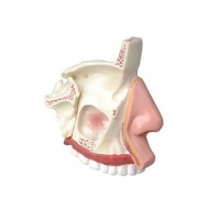 Модель "Разрез носоглотки" - «globural.ru» - Чайковский