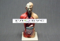 Торс человека 42 см  - «globural.ru» - Чайковский