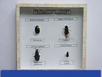 Коллекция энтомологическая "Приспособительные изменения в конечностях насекомых" - «globural.ru» - Чайковский