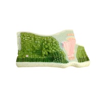 Модель Строение листа - «globural.ru» - Чайковский