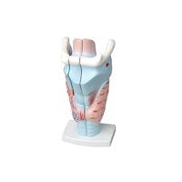 Модель гортани в разрезе - «globural.ru» - Чайковский