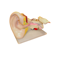 Модель Ухо человека - «globural.ru» - Чайковский
