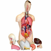 Торс человека разборный (42 см.) - «globural.ru» - Чайковский