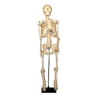 Скелет человека на штативе (85 см) - «globural.ru» - Чайковский