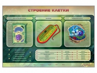 Электрифицированный стенд "Строение клетки" с маркерными полями - «globural.ru» - Чайковский