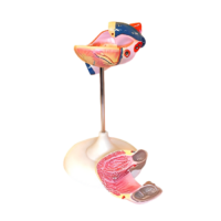 Модель сердца (лабораторная) - «globural.ru» - Чайковский