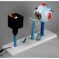 Модель "Зрение" - «globural.ru» - Чайковский