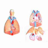 Модель "Система органов дыхания"	 - «globural.ru» - Чайковский