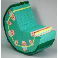 Модель "Стебель растения" - «globural.ru» - Чайковский