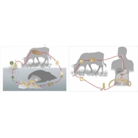 Модель-аппликация Цикл развития бычьего цепня и печеночного сосальщика - «globural.ru» - Чайковский