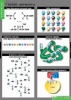 Биология. Химия клетки (комплект таблиц) - «globural.ru» - Чайковский