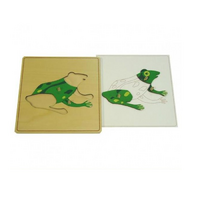 Строение лягушки с контуром - «globural.ru» - Чайковский