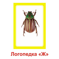 Логопедка "Ж" (логопедические карточки) - «globural.ru» - Чайковский