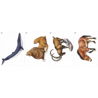 Модель-аппликация Многообразие хордовых. Млекопитающие - «globural.ru» - Чайковский