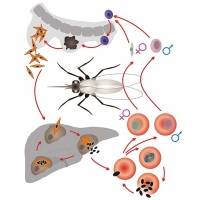 Модель-аппликация Цикл развития малярийного плазмодия - «globural.ru» - Чайковский