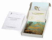 Модель-аппликация Развитие лягушки (набор из 10 карт) - «globural.ru» - Чайковский