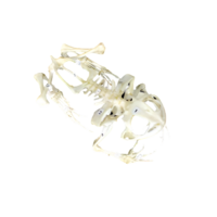 Скелет лягушки - «globural.ru» - Чайковский