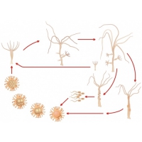 Модель-аппликация Строение и цикл развития гидры - «globural.ru» - Чайковский