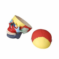 Модель "Череп человека с раскрашенными костями" - «globural.ru» - Чайковский