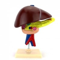 Модель "Печень" - «globural.ru» - Чайковский