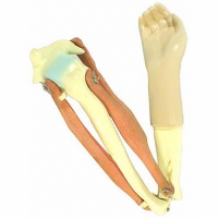 Модель локтевого сустава подвижная - «globural.ru» - Чайковский