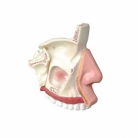 Модель носа в разрезе - «globural.ru» - Чайковский