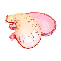 Модель желудка в разрезе - «globural.ru» - Чайковский